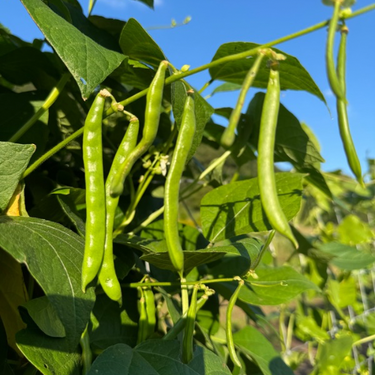 Laughing Arlie Greasy, (Pole) Heirloom 1960's